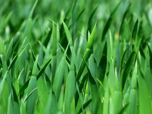 grass, meadow, close up, nature, leaves, foliage, greenery, grassy, grass blades, plants, flora, grass, grass, grass, grass, grass, greenery, greenery, greenery, greenery-383284.jpg